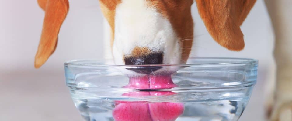 KÖPEK HİPERADRENOKORTİSİZM (CUSHİNG HASTALIĞI)