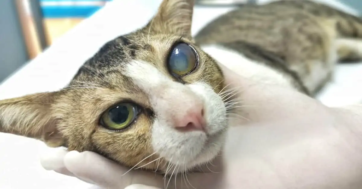 KEDİLERDE KATARAKT